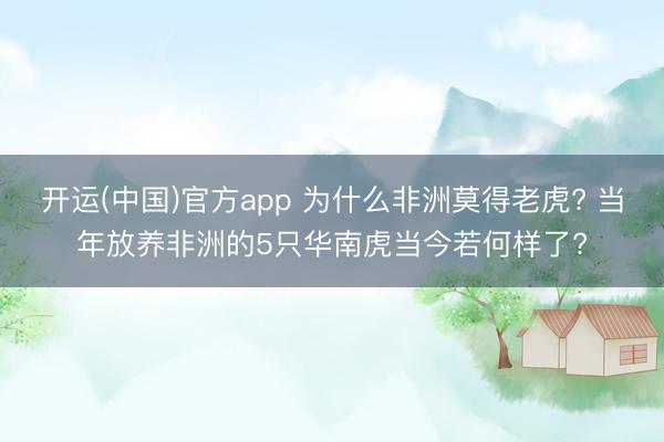 开运(中国)官方app 为什么非洲莫得老虎? 当年放养非洲的5只华南虎当今若何样了?